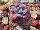 Echeveria 'Hearts Delight' 3" Succulent Plant