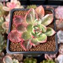 Echeveria Agavoides 'Star Boss' 2" Succulent Plant
