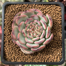 Echeveria 'Marcel' 1”-2" Succulent Plant