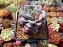 Echeveria 'Ice Cream' 2"-3" Powdery Succulent Plant