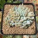 Echeveria 'Elegans Potosina' Crested 3" Succulent Plant