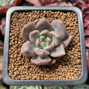 Echeveria 'Remazu' 1" Succulent Plant