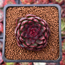 Echeveria 'Rosa Pink' 1"-2" Succulent Plant