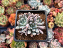 Echeveria 'Hamilton' 2" Cluster New Hybrid Succulent Plant