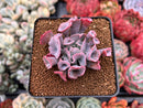 Echeveria 'Trumpet Pinky' 2" Succulent Plant