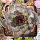 Echeveria 'Black Coco' 3"-4" New Hybrid Succulent Plant