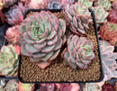 Echeveria 'Ice Love' Lightly Variegated 3"-4" Cluster Succulent Plant