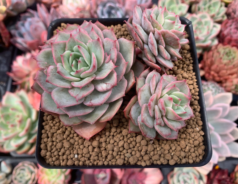 variegated ice plant succulent Echeveria 'Ice Love' Lightly Variegated 3"-4" Cluster Succulent Plant –  True Succulents Plant Co