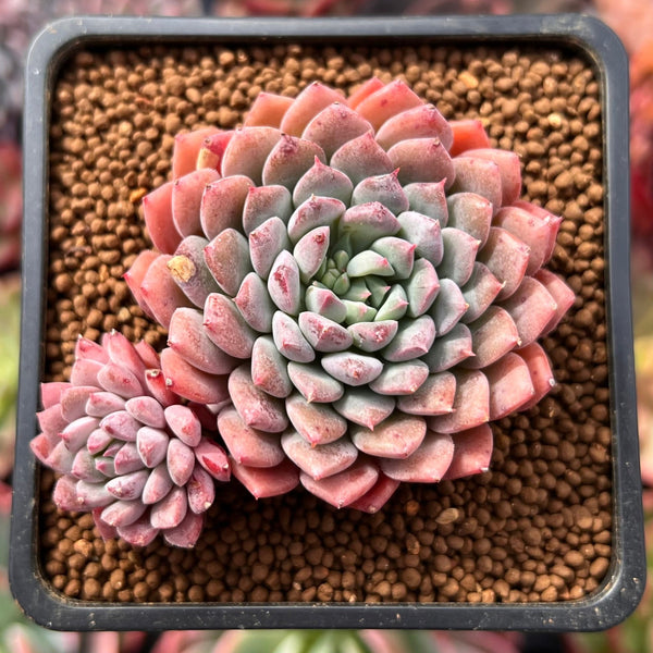 synonyms for succulent Echeveria 'Chrissy N Ryan' 2” Succulent Plant – True Succulents Plant Co