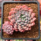 Echeveria 'Chrissy N Ryan' 2” Succulent Plant