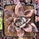 Echeveria 'Purple Champaign' 3" Succulent Plant