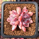 Echeveria 'Devolution' 1" Succulent Plant