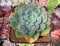 Echeveria 'Raindrop' 3" Succulent Plant
