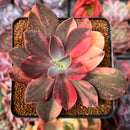 Echeveria 'Hanaikada' Variegated 3" Succulent Plant