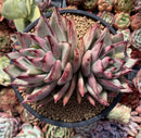 Echeveria Agavoides 'Maria' 5" Cluster Large Succulent Plant
