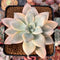 Graptopetalum 'Paraguayensis Awayuki' 2"-3" Succulent Plant