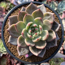 Echeveria 'Luna Solar' 4" New Hybrid Succulent Plant