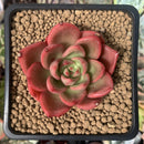 Echeveria Agavoides 'Chapote' 2" Succulent Plant