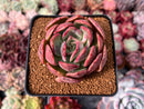 Echeveria 'Sanderia' 2"-3" Succulent Plant