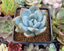 Echeveria 'Trumso' 1"-2" Powdery Succulent Plant