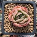 Echeveria Agavoides 'Raja' 1" Small Succulent Plant