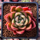 Echeveria Agavoides 'Timo' 2" Succulent Plant