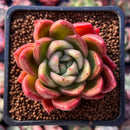 Echeveria Agavoides 'Timo' 2" Succulent Plant