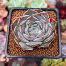 Echeveria 'Colina' 2" Succulent Plant