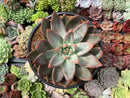 Echeveria 'Tremolo' Hybrid 5" Succulent Plant