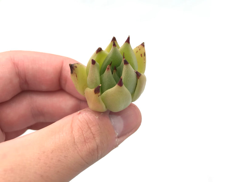 Echeveria Agavoides 'Sarabony' Seedling 1" Rare Succulent Plant