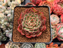 Echeveria 'Melanie' 2" Succulent Plant