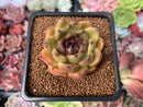 Echeveria Agavoides 'Rose Queen' 2" Succulent Plant
