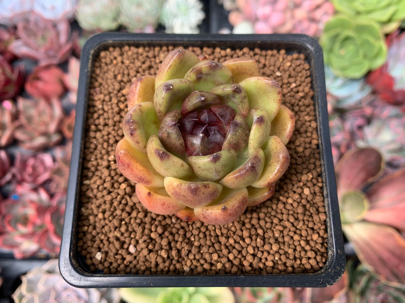 rose queen succulent Echeveria Agavoides 'Rose Queen' 2