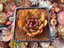 Echeveria Agavoides 'Black Queen' 2" Succulent Plant