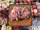 Echeveria 'Florence' Crested 2" Succulent Plant