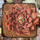 Echeveria Agavoides sp. 2" Succulent Plant