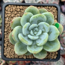 Echeveria 'Chloe' 2"-3" Powdery Succulent Plant