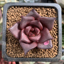 Echeveria Agavoides 'Red Ebony' 1" Succulent Plant