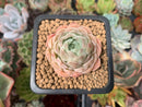 Echeveria 'Helena' Hybrid 1" Succulent Plant