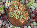 Echeveria 'Luella' Crested 5" Succulent Plant