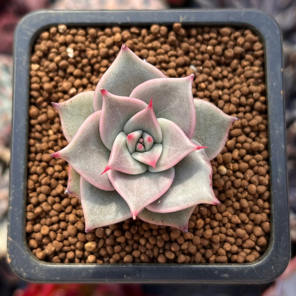 Echeveria 'Rosewing' 1" New Hybrid Small Succulent Plant