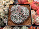 Echeveria 'Minima' 2"-3" Cluster Succulent Plant