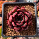 Echeveria Agavoides 'Healer' 2" Succulent Plant