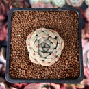 Echeveria 'Herbion' 1" Succulent Plant