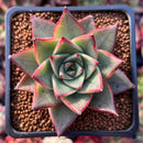 Echeveria Agavoides 'Red Pop' 2" Succulent Plant