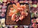 Echeveria 'Pink Top' 2"-3" Succulent Plant