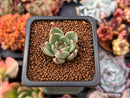 Echeveria 'Toscanelli' 1" Small Succulent Plant