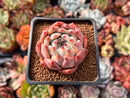 Echeveria 'Colorata' Hybrid 2" Succulent Plant