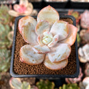 Echeveria 'Cream Tea' 2" Powdery Succulent Plant