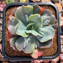 Echeveria 'Dream' 2"-3" Succulent Plant